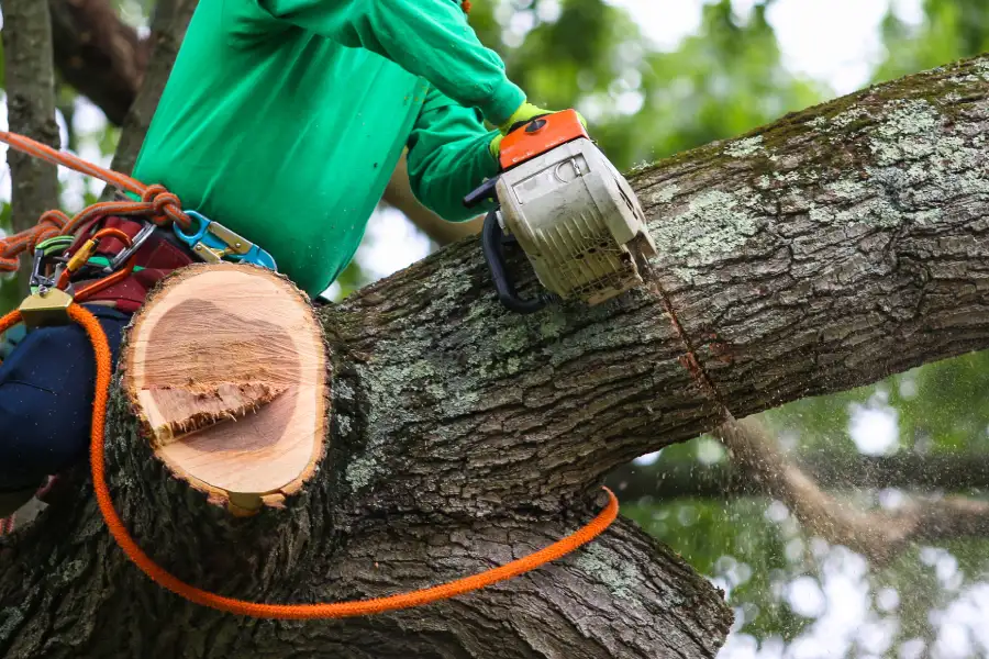 Premium Tree Trimming Brampton, ON Premium Tree Trimming Brampton, ON